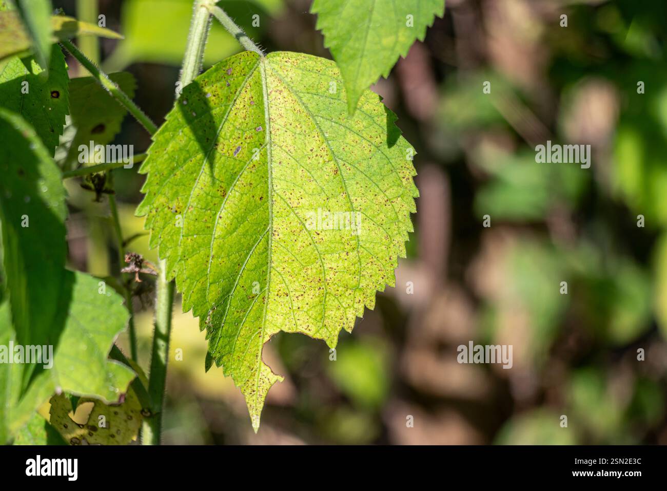 Winzige grünliche Blüten sind in kleinen, kopfartigen Häufchen angeordnet, die in kontinuierlichen oder unterbrochenen Stacheln in den Achseln der gegenüberliegenden Blätter angeordnet sind. Smallspike falsch Stockfoto