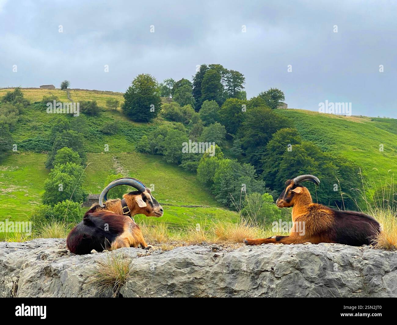 Zwei Ziegen. - Smartphone-aufgenommenes Stockfoto