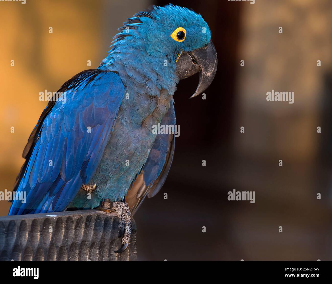 Hyazinthara (Anodorhynchus hyacinthus) aus Araras Ecolodge, Pantanal, Brasilien. Stockfoto