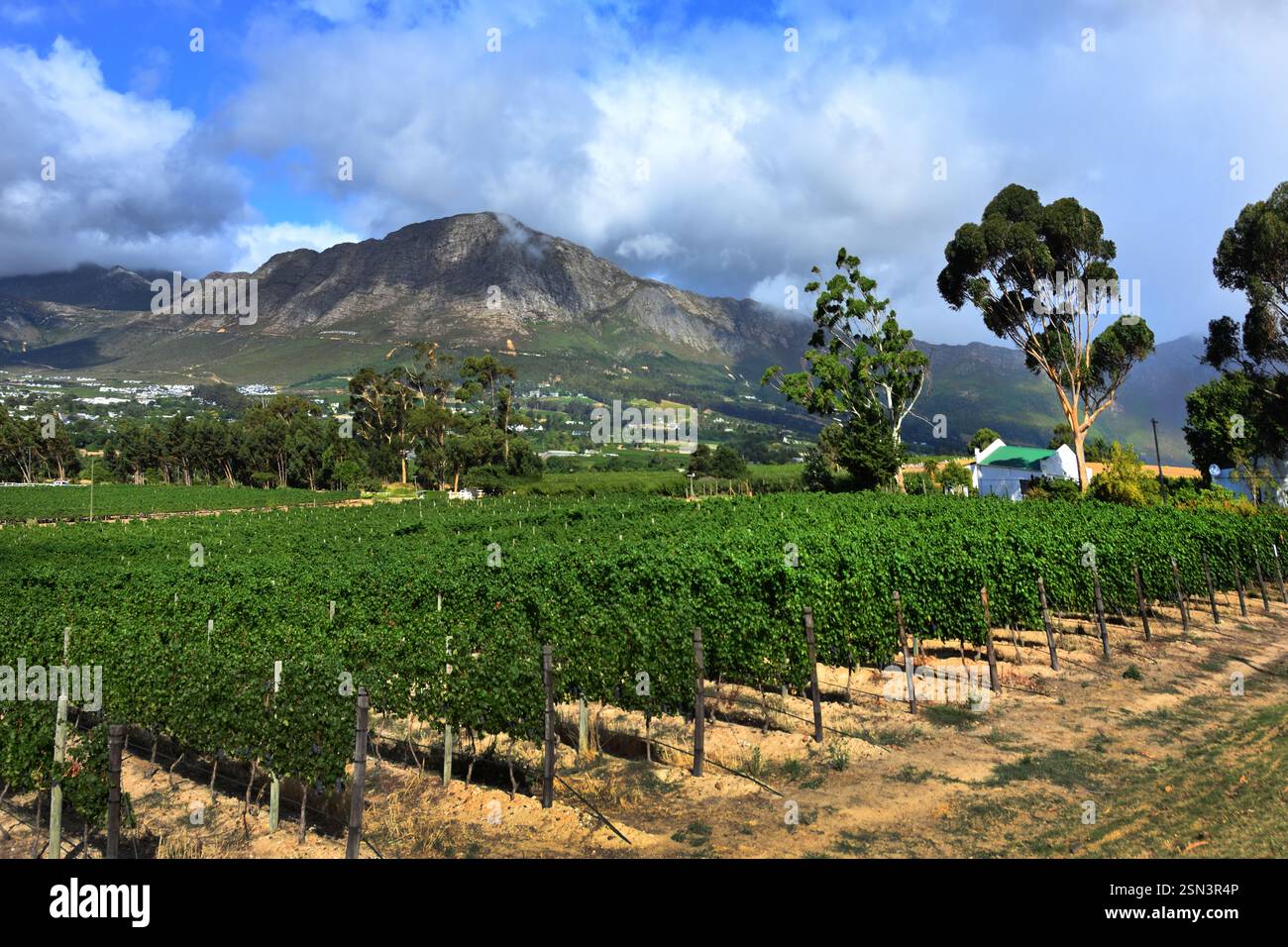 Weinberge der Cape Winelands im Franschhoek Valley im Westkap von Südafrika, inmitten der umliegenden Drakenstein Berge. Stockfoto