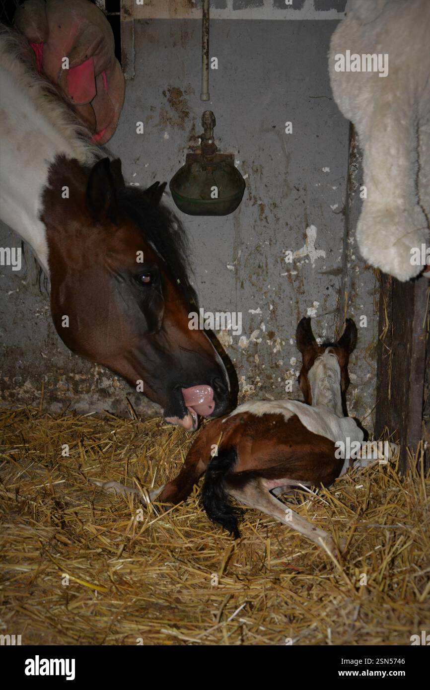 Neugeborenes Fohlen mit Stute im Stall Stockfoto