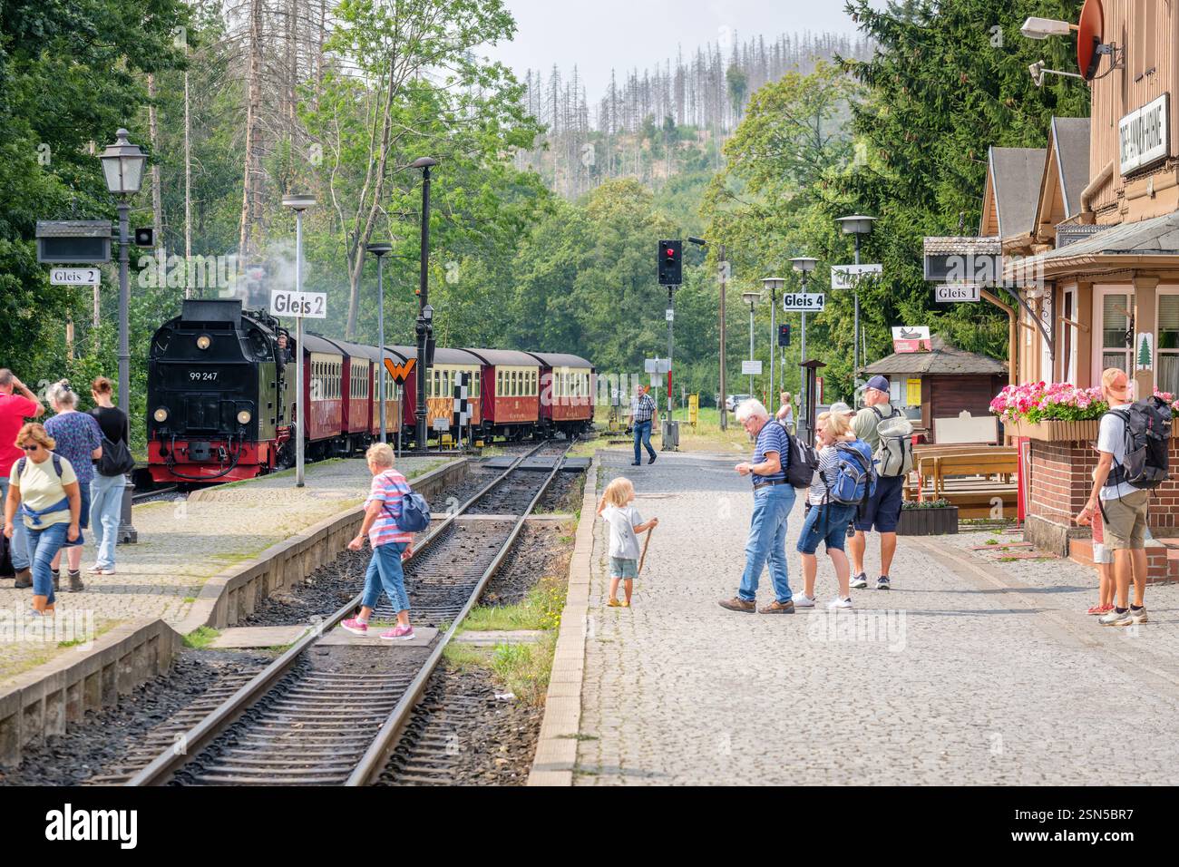 drei annen Hohne, Deutschland – 30. August 2024: Eine Dampflokomotive der Deutschen Brockenbahn kommt im Sommer am Bahnhof von drei annen Hohne an. Stockfoto