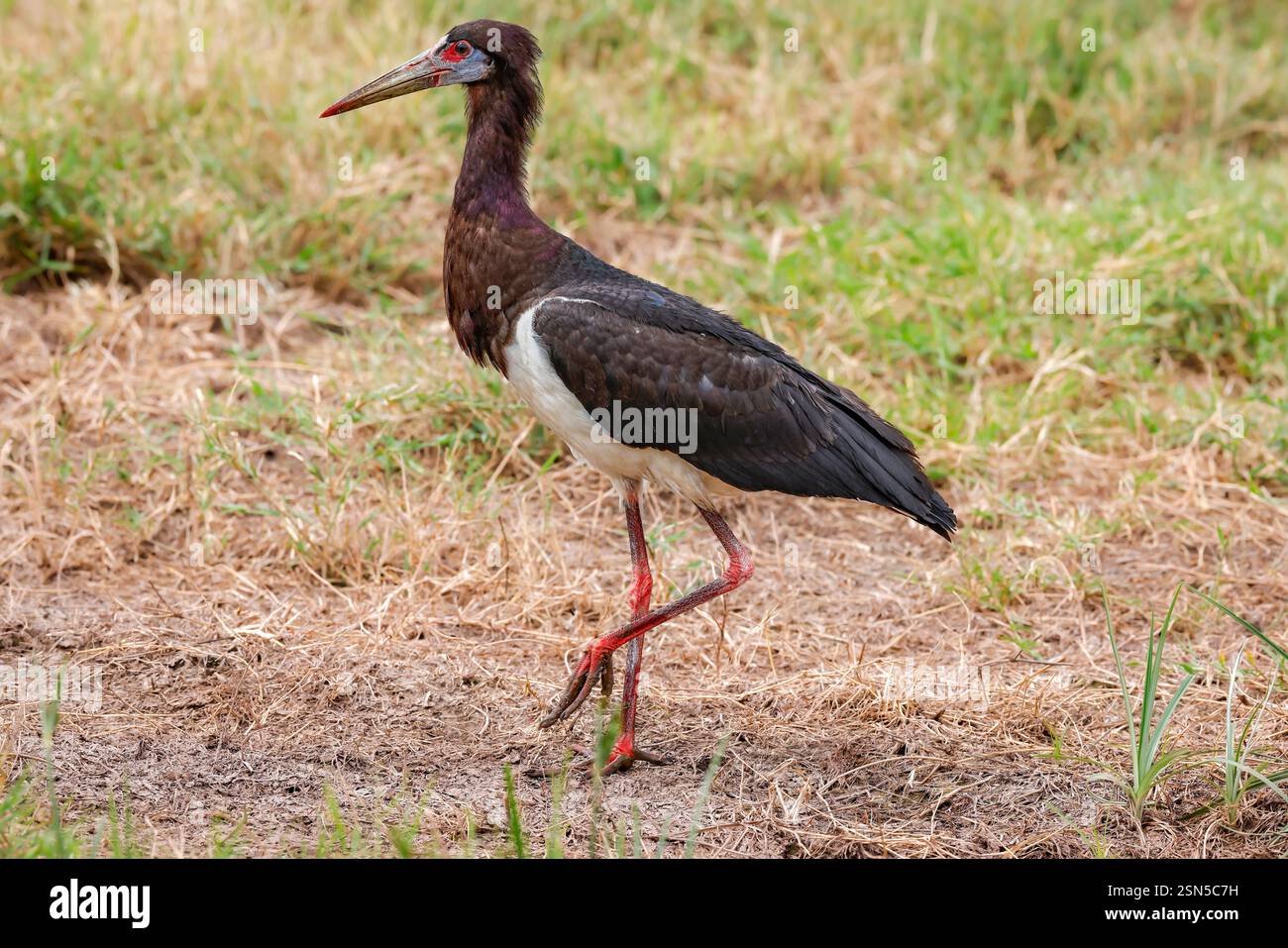 Ein mittelgroßer, dunkler Storch mit weißem Bauch. Dieser gesellige afrikanische Migrant kommt oft in riesigen nomadischen Herden vor, die Tausende von Menschen zählen, normal Stockfoto
