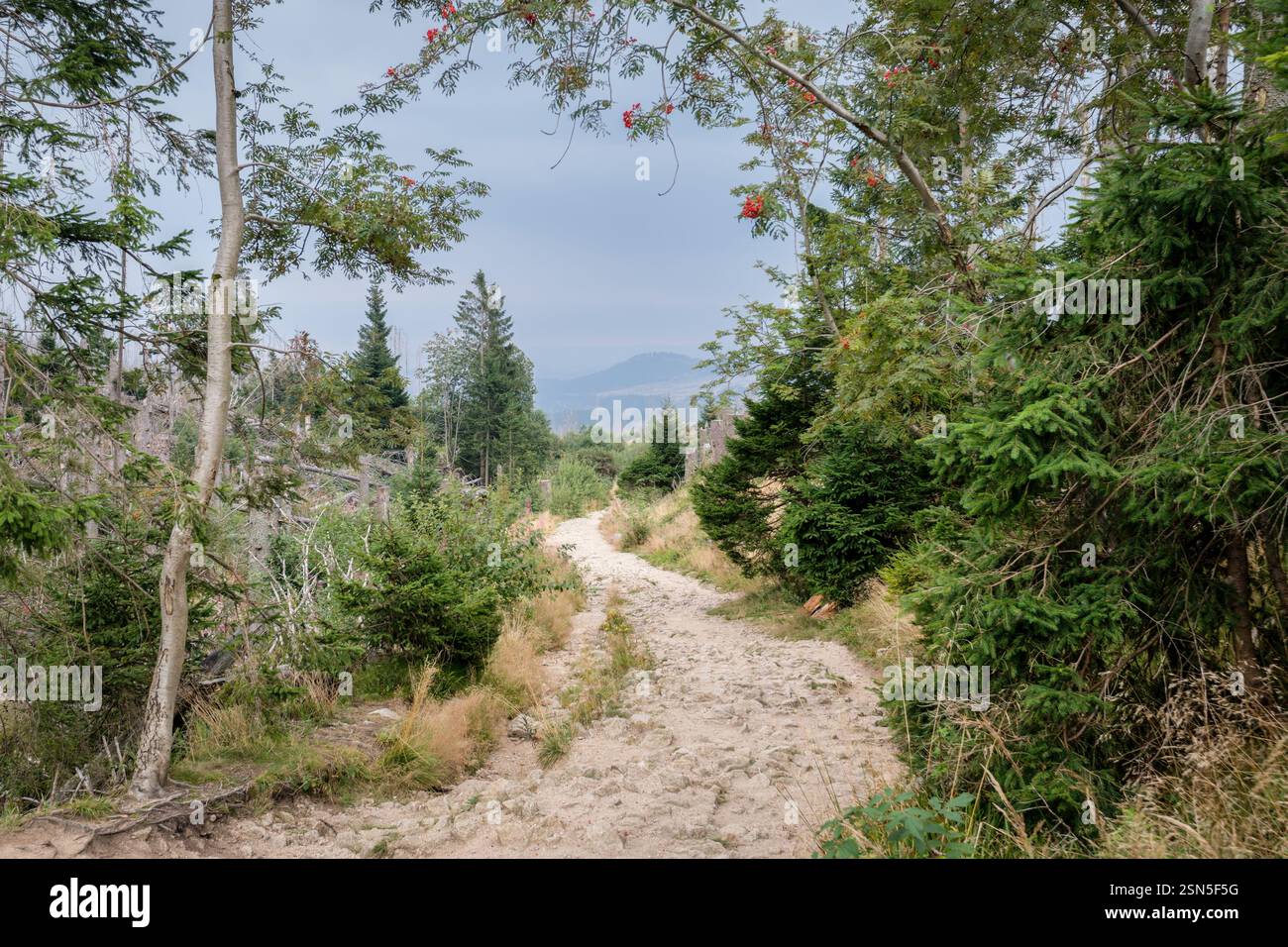 Der Wanderweg vom Bahnhof Brocken, der Endstation der Deutschen Brocken Bahn, in Richtung Bahnhof Schierke. Es kommt heftiger Regen auf uns zu. Stockfoto