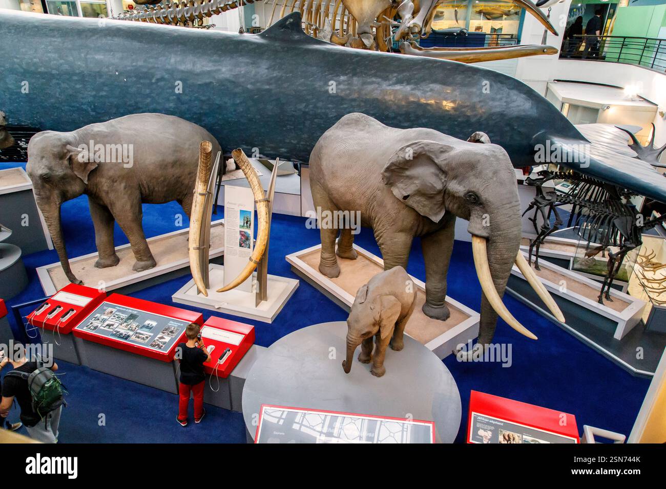 LONDON, GROSSBRITANNIEN - 22. MAI 2014: Dies ist ein Fragment der Ausstellung in der Halle der Säugetiere im Museum of Natural History. Stockfoto
