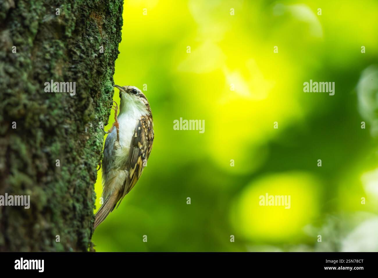Ein Baumstamm sitzt auf einem Baumstamm, Sommerblick Stockfoto