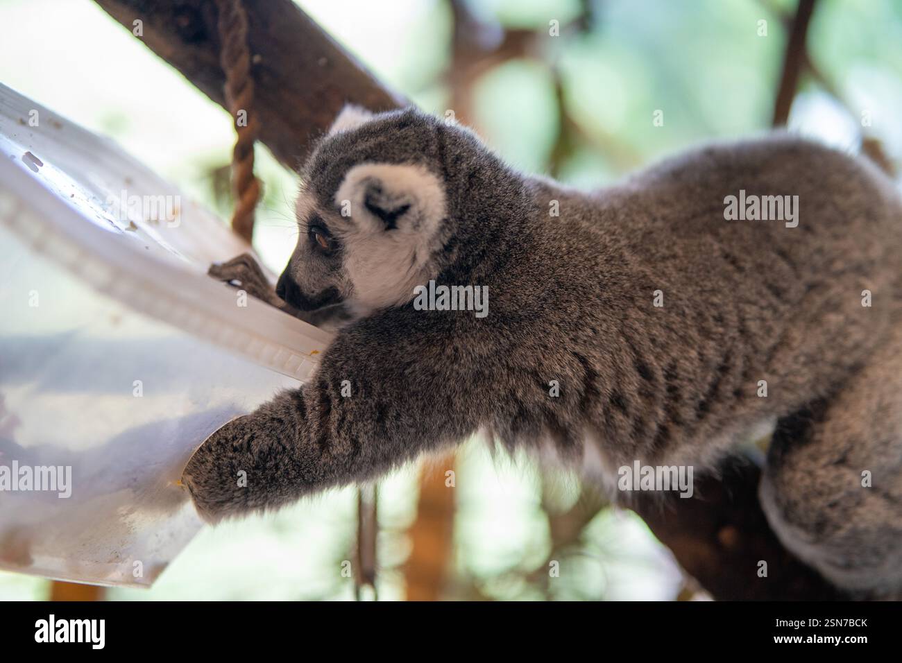Ein fokussierter Lemur sucht in einem durchsichtigen Behälter und zeigt ein natürliches Futterverhalten. Stockfoto