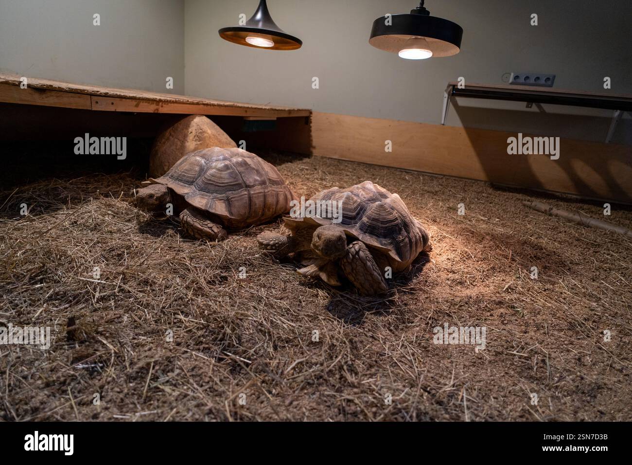 Bild von zwei Schildkröten, die auf Stroh ruhen, beleuchtet von Oberlichtern in einem Innenraum. Stockfoto
