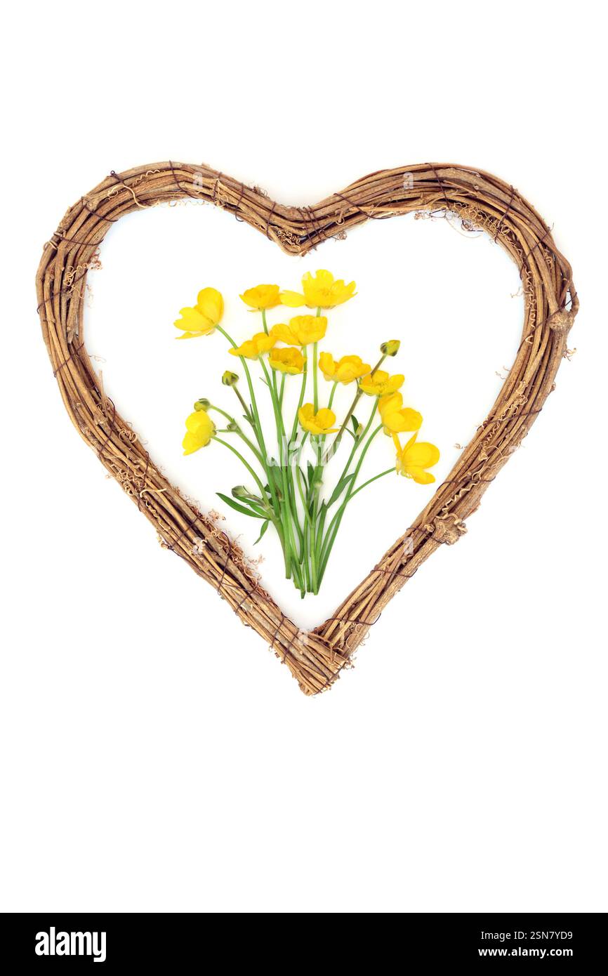 Buttercup Blumenstrauß mit Herzkranz auf weiß. Blumensymbol für die heidnischen und gälischen Frühlingsfeste der Beltane. Zeichen der Liebe und Erneuerung. Stockfoto