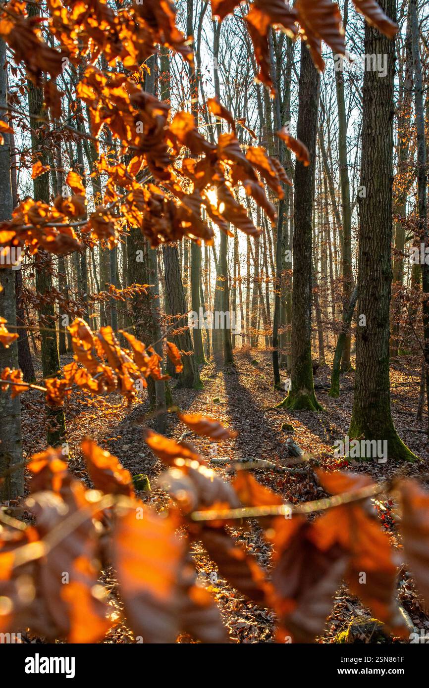 Wunderschöner orangener Sonnenuntergang im Wald Stockfoto