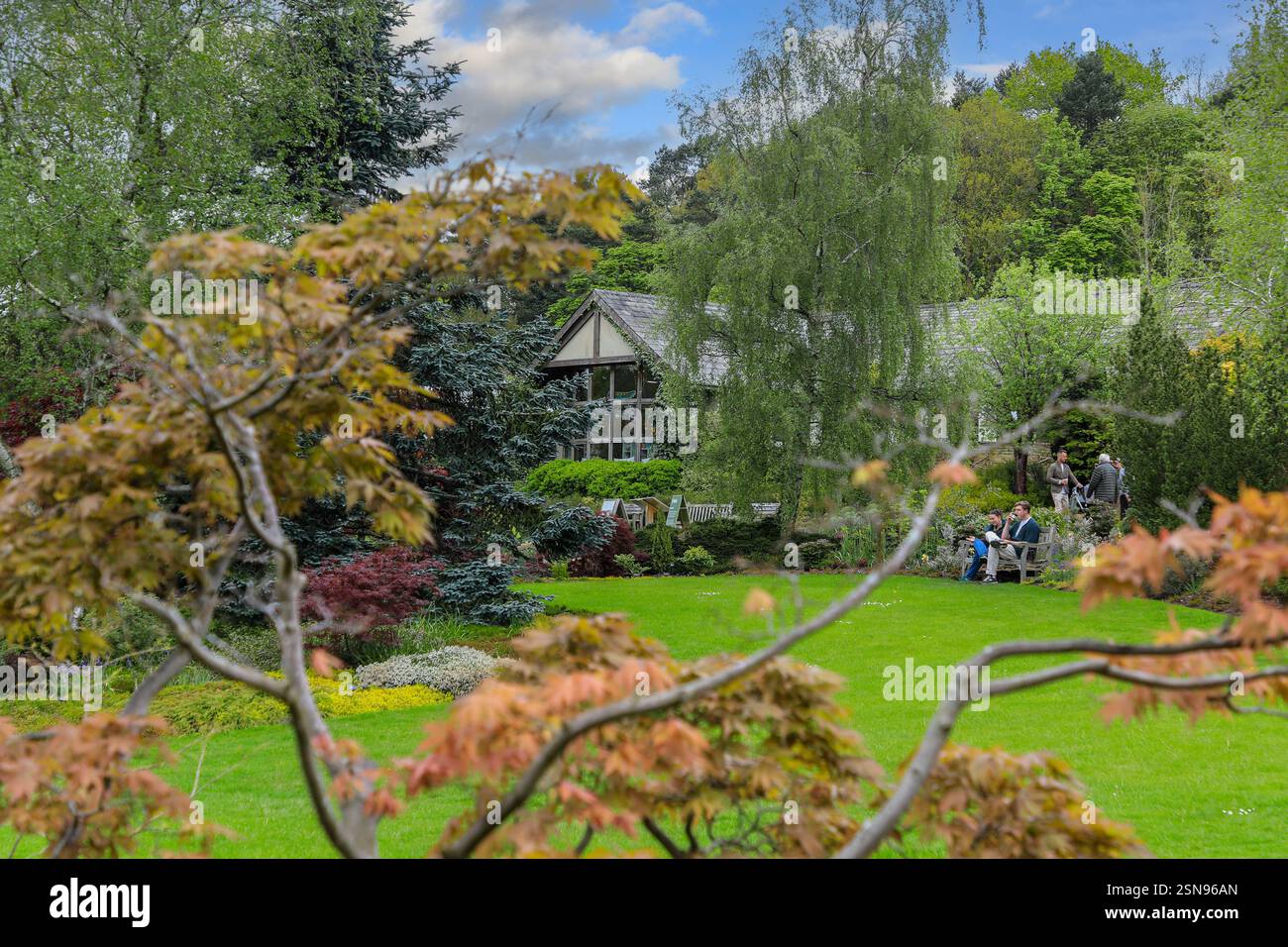 Ein Gebäude, das durch einen Ahornbaum (Acer) im RHS Harlow Carr Gardens, Harrogate, Yorkshire, England, Großbritannien, gesehen wird Stockfoto
