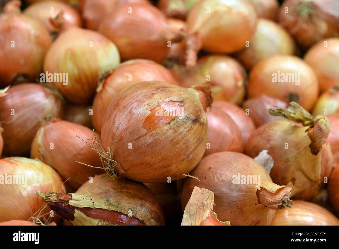 Zwiebeln werden für den Verkauf an Supermärkte in einer Fabrik verarbeitet Stockfoto
