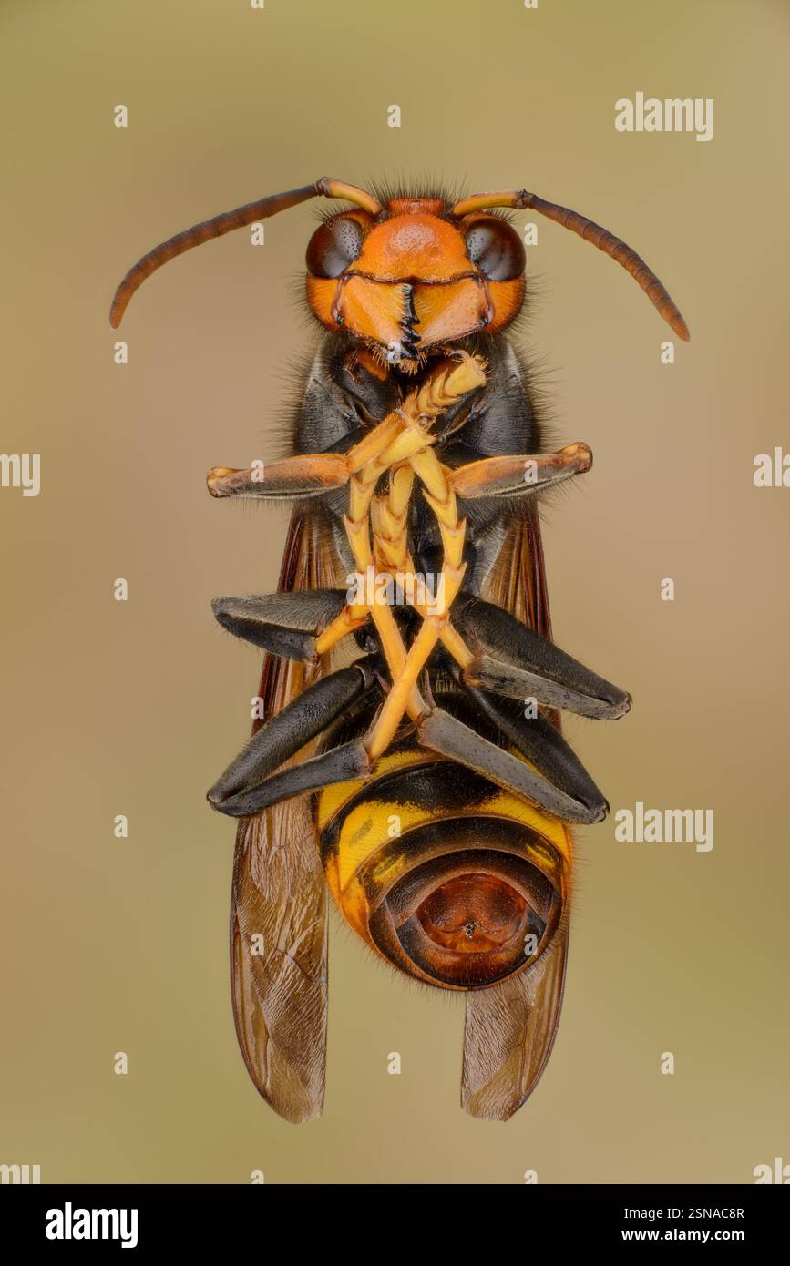Gelbe Beine einer asiatischen Hornisse, Foto und Details einer toten asiatischen Hornisse (Vespa velutina), gelbe Beine einer asiatischen Hornisse mit gelbem Bein Stockfoto