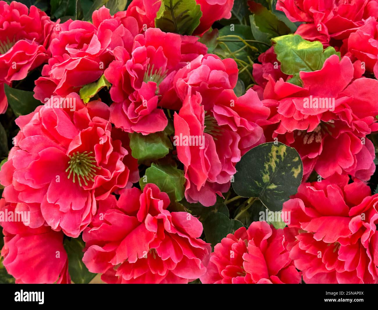 Nahaufnahme von schönen roten Lotuspfingstrosenblüten. Florale rosa rote Pfingstrose Blume in voller Blüte Dekoration nahtlose Hintergrund Textur. Stockfoto
