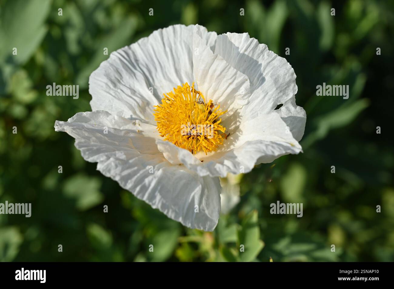 Weiße Herbstblumen von kalifornischem Mohn oder Romneya Coulteri, die im britischen Garten im September wachsen Stockfoto