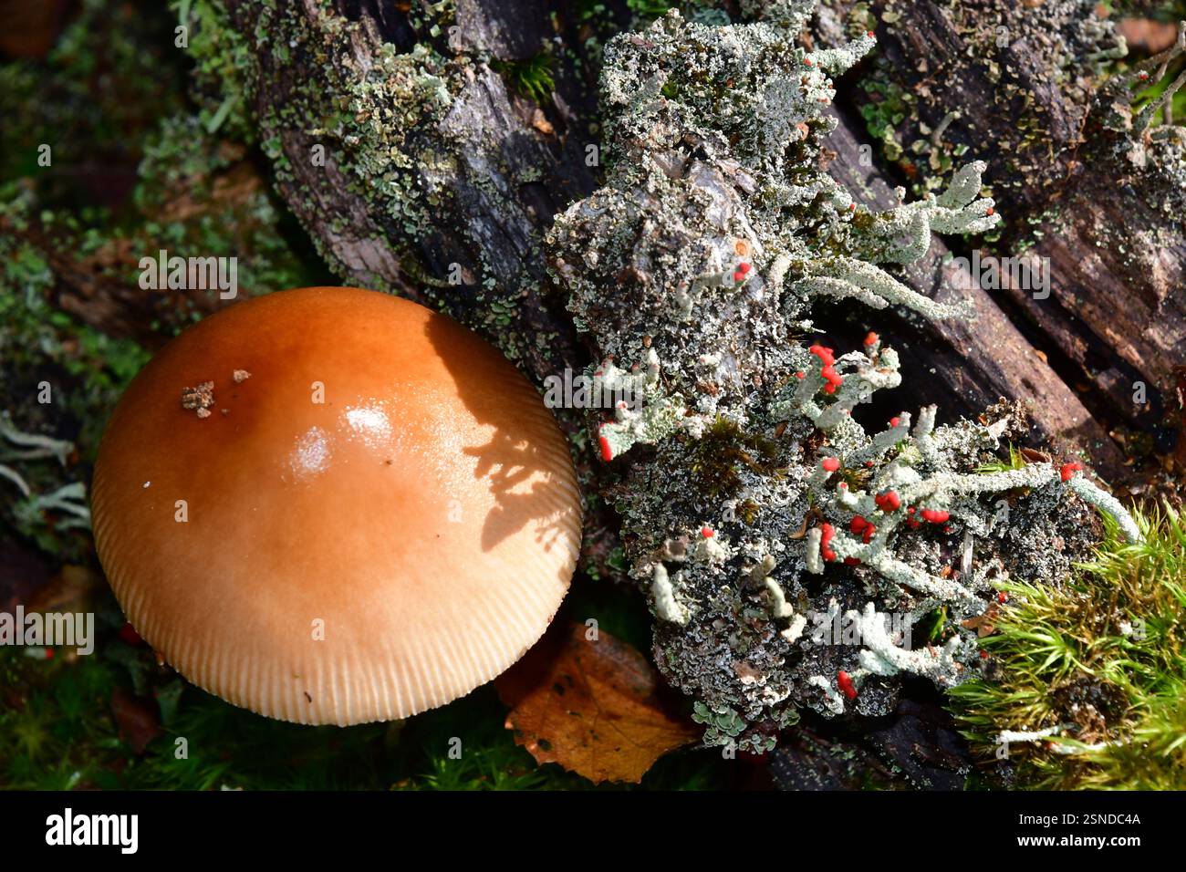 Eine leuchtend orange Kappe eines Pilzes, der neben hellroten Fruchtkörpern der Flechte „Cladonia Floerkeana“ wächst, die auf den verfaulenden Baumstümpfen wächst Stockfoto
