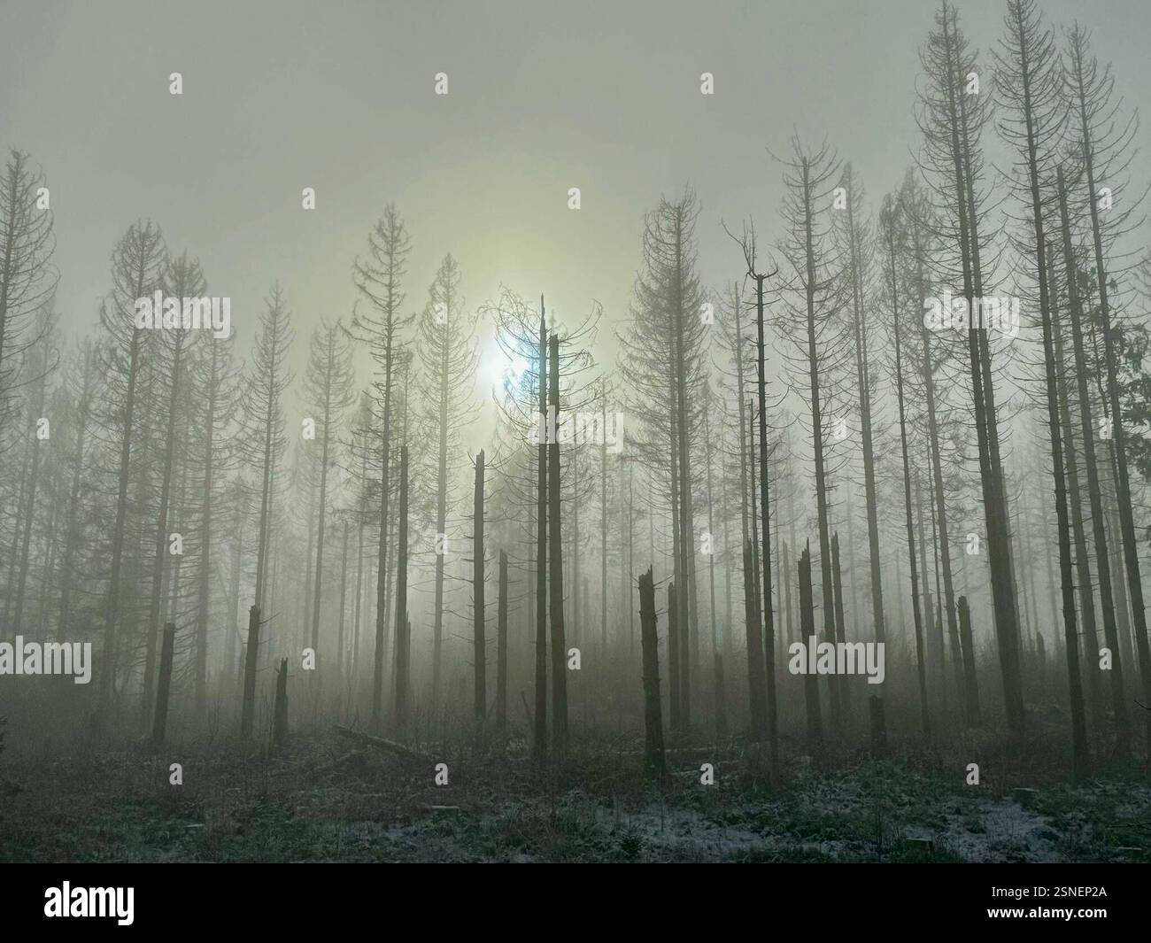 04.02.2025 Sachsen Anhalt Sachsen-Anhalt Harz Waldsterben Baumtod tote Bäume Fichte Fichten Totholz der Großteil des Waldes im Harz ist tot . Dem Klimawandel und dem Borkenkäfer können die Fichten nicht standhalten Klimaerwärmung Monokultur Hunderttausende Hektar Wald hat der Borkenkäfer in den vergangenen Jahren in Deutschland vernichtet *** 04 02 2025 Sachsen Anhalt Sachsen Anhalt Harz Waldsterben Tote Bäume Fichte Totholz der größte Teil des Waldes im Harz ist tot die Fichtenbäume können dem Klimawandel und dem Rindenkäfer nicht standhalten Globale Erwärmung Monokultur Hunderte von Ihnen Stockfoto