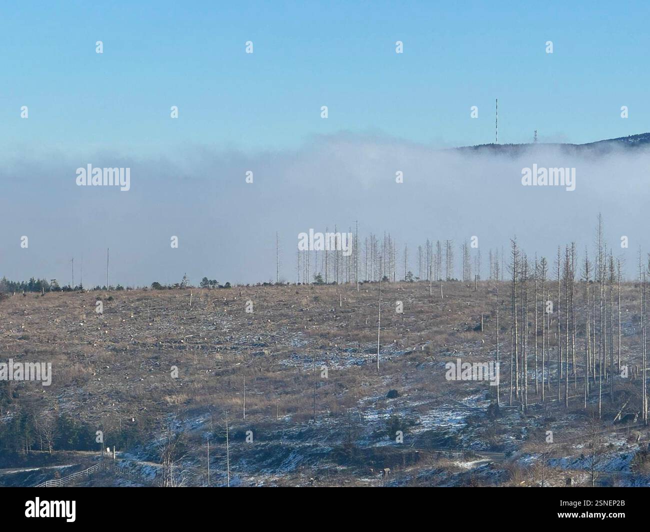 04.02.2025 Sachsen Anhalt Sachsen-Anhalt Harz Waldsterben Baumtod tote Bäume Fichte Fichten Totholz der Großteil des Waldes im Harz ist tot . Dem Klimawandel und dem Borkenkäfer können die Fichten nicht standhalten Klimaerwärmung Monokultur Hunderttausende Hektar Wald hat der Borkenkäfer in den vergangenen Jahren in Deutschland vernichtet *** 04 02 2025 Sachsen Anhalt Sachsen Anhalt Harz Waldsterben Tote Bäume Fichte Totholz der größte Teil des Waldes im Harz ist tot die Fichtenbäume können dem Klimawandel und dem Rindenkäfer nicht standhalten Globale Erwärmung Monokultur Hunderte von Ihnen Stockfoto
