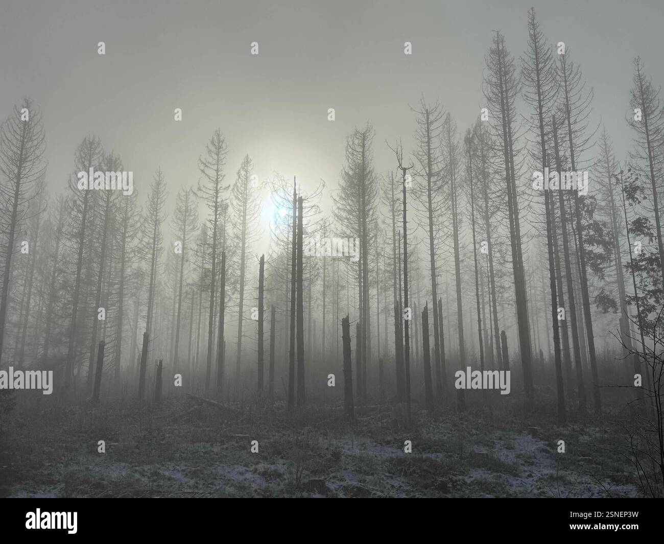 04.02.2025 Sachsen Anhalt Sachsen-Anhalt Harz Waldsterben Baumtod tote Bäume Fichte Fichten Totholz der Großteil des Waldes im Harz ist tot . Dem Klimawandel und dem Borkenkäfer können die Fichten nicht standhalten Klimaerwärmung Monokultur Hunderttausende Hektar Wald hat der Borkenkäfer in den vergangenen Jahren in Deutschland vernichtet *** 04 02 2025 Sachsen Anhalt Sachsen Anhalt Harz Waldsterben Tote Bäume Fichte Totholz der größte Teil des Waldes im Harz ist tot die Fichtenbäume können dem Klimawandel und dem Rindenkäfer nicht standhalten Globale Erwärmung Monokultur Hunderte von Ihnen Stockfoto