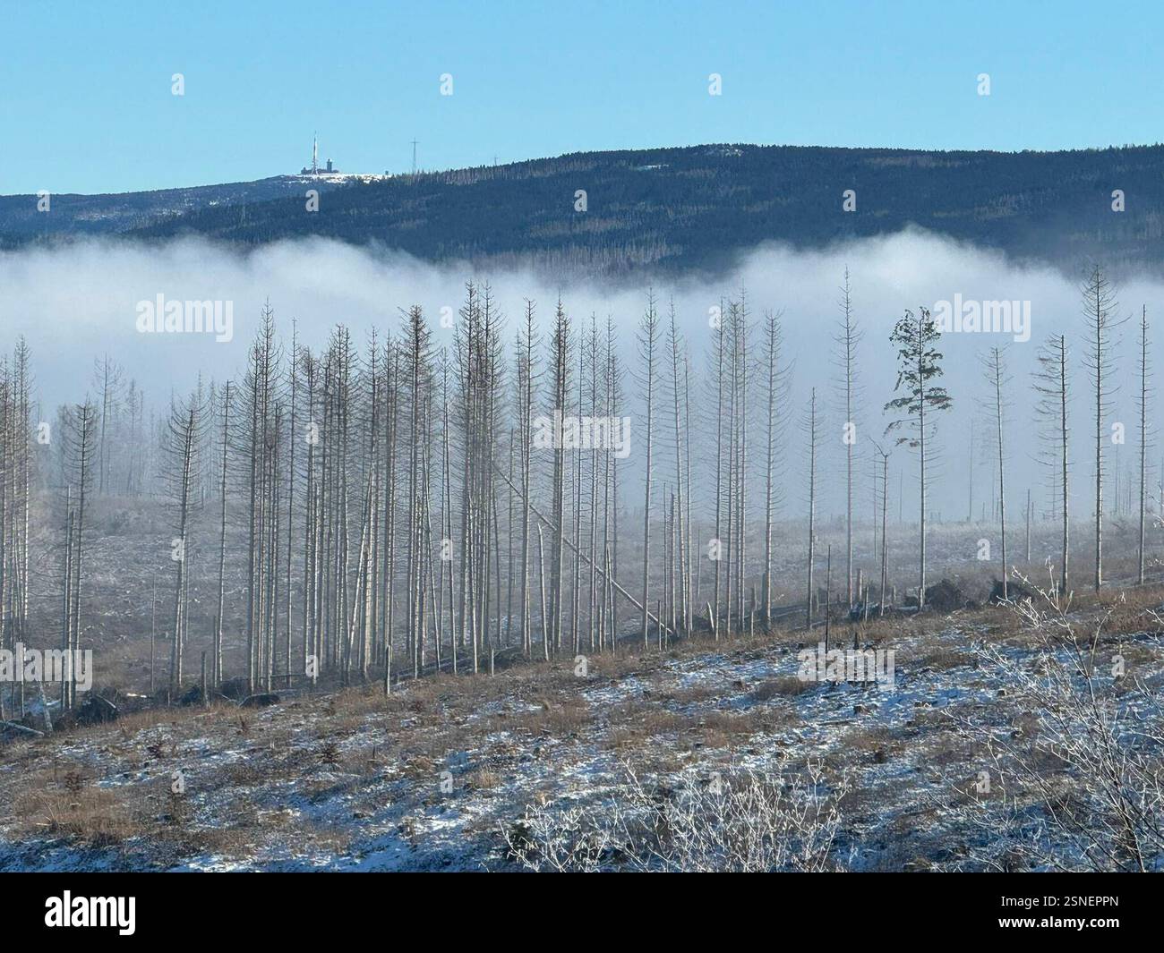 04.02.2025 Sachsen Anhalt Sachsen-Anhalt Harz Waldsterben Baumtod tote Bäume Fichte Fichten Totholz der Großteil des Waldes im Harz ist tot . Dem Klimawandel und dem Borkenkäfer können die Fichten nicht standhalten Klimaerwärmung Monokultur Hunderttausende Hektar Wald hat der Borkenkäfer in den vergangenen Jahren in Deutschland vernichtet *** 04 02 2025 Sachsen Anhalt Sachsen Anhalt Harz Waldsterben Tote Bäume Fichte Totholz der größte Teil des Waldes im Harz ist tot die Fichtenbäume können dem Klimawandel und dem Rindenkäfer nicht standhalten Globale Erwärmung Monokultur Hunderte von Ihnen Stockfoto
