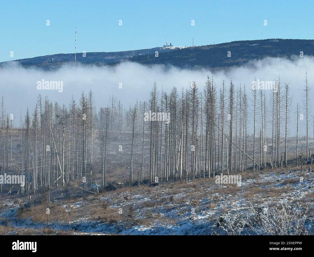 04.02.2025 Sachsen Anhalt Sachsen-Anhalt Harz Waldsterben Baumtod tote Bäume Fichte Fichten Totholz der Großteil des Waldes im Harz ist tot . Dem Klimawandel und dem Borkenkäfer können die Fichten nicht standhalten Klimaerwärmung Monokultur Hunderttausende Hektar Wald hat der Borkenkäfer in den vergangenen Jahren in Deutschland vernichtet *** 04 02 2025 Sachsen Anhalt Sachsen Anhalt Harz Waldsterben Tote Bäume Fichte Totholz der größte Teil des Waldes im Harz ist tot die Fichtenbäume können dem Klimawandel und dem Rindenkäfer nicht standhalten Globale Erwärmung Monokultur Hunderte von Ihnen Stockfoto