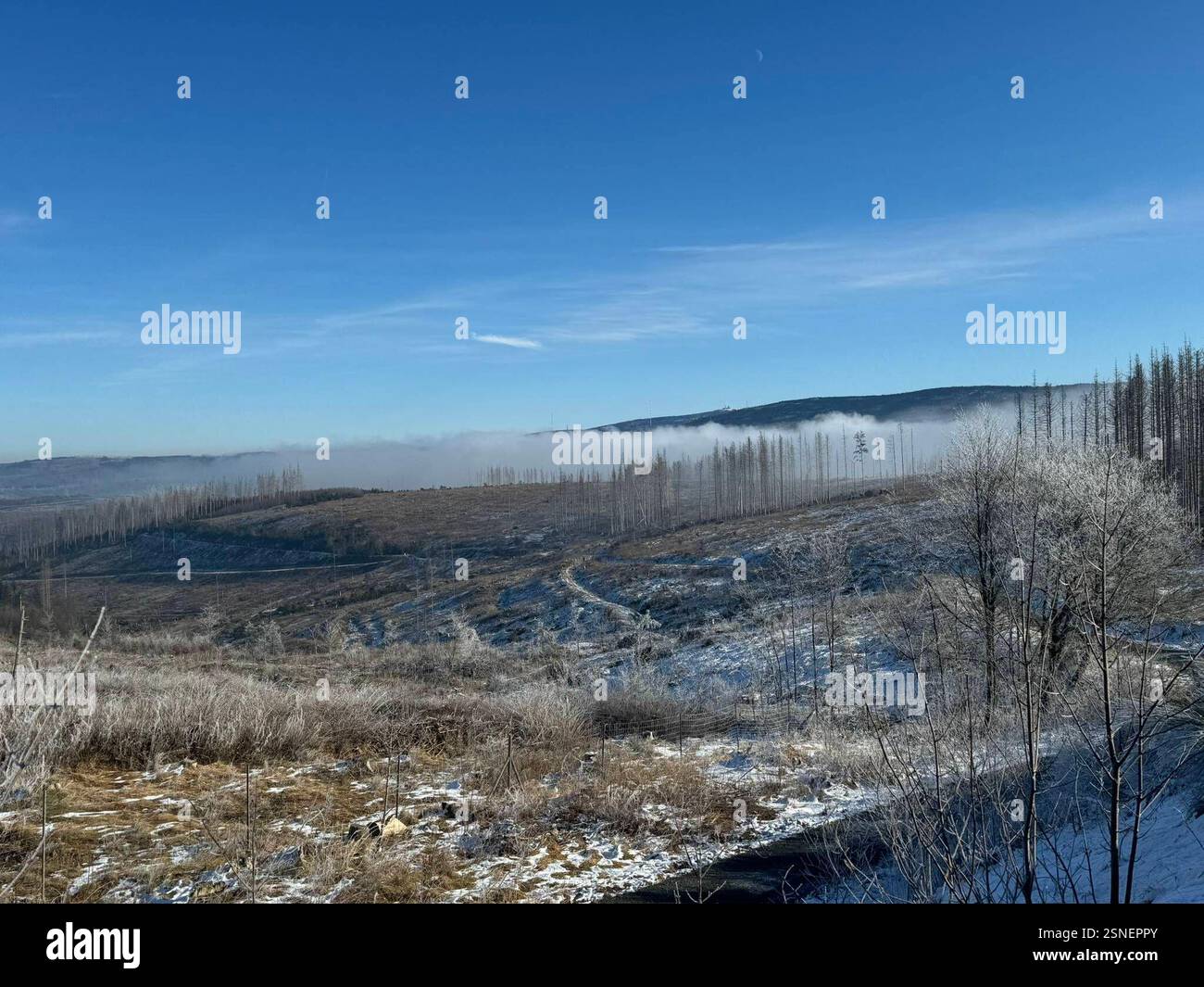 04.02.2025 Sachsen Anhalt Sachsen-Anhalt Harz Waldsterben Baumtod tote Bäume Fichte Fichten Totholz der Großteil des Waldes im Harz ist tot . Dem Klimawandel und dem Borkenkäfer können die Fichten nicht standhalten Klimaerwärmung Monokultur Hunderttausende Hektar Wald hat der Borkenkäfer in den vergangenen Jahren in Deutschland vernichtet *** 04 02 2025 Sachsen Anhalt Sachsen Anhalt Harz Waldsterben Tote Bäume Fichte Totholz der größte Teil des Waldes im Harz ist tot die Fichtenbäume können dem Klimawandel und dem Rindenkäfer nicht standhalten Globale Erwärmung Monokultur Hunderte von Ihnen Stockfoto