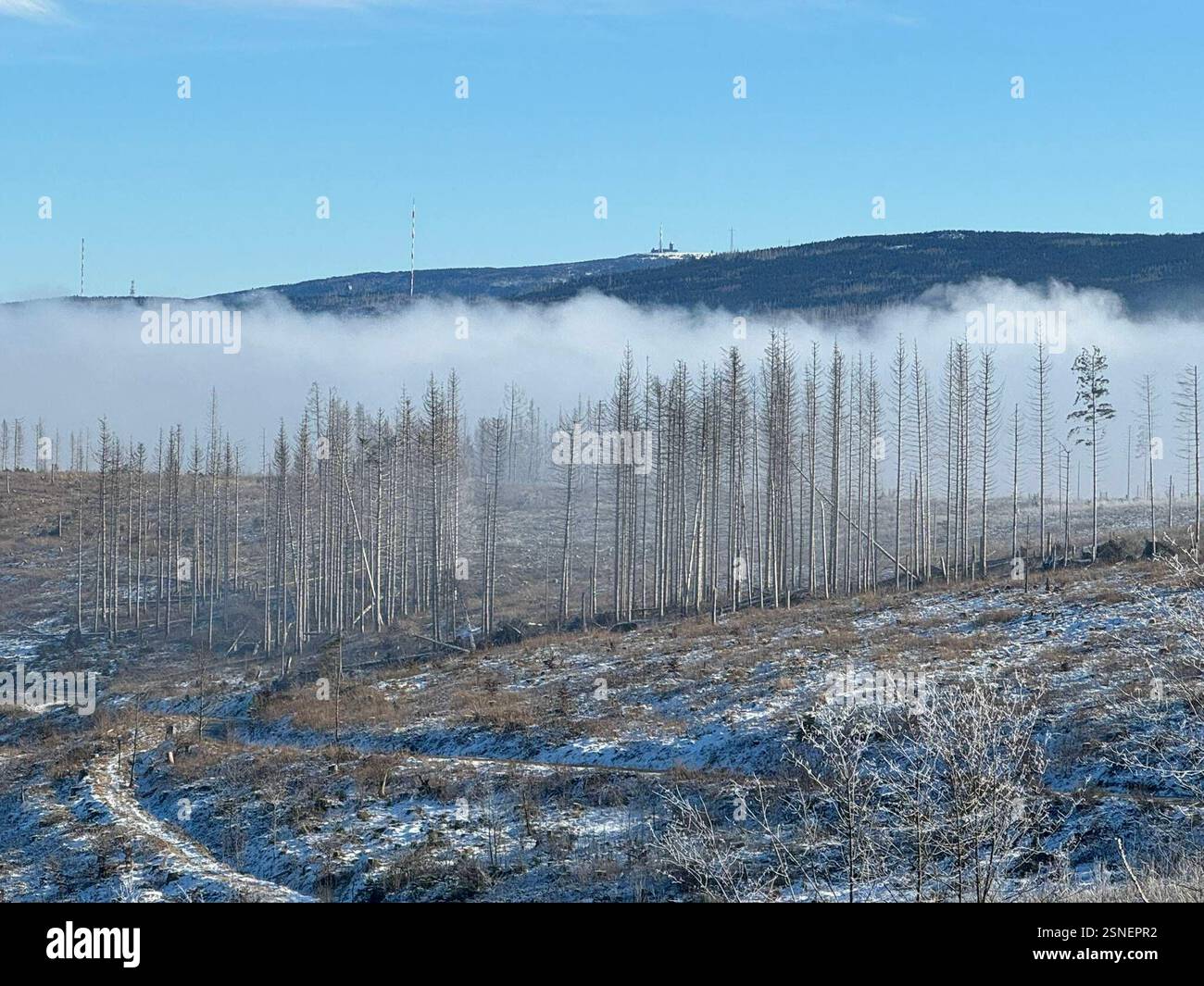 04.02.2025 Sachsen Anhalt Sachsen-Anhalt Harz Waldsterben Baumtod tote Bäume Fichte Fichten Totholz der Großteil des Waldes im Harz ist tot . Dem Klimawandel und dem Borkenkäfer können die Fichten nicht standhalten Klimaerwärmung Monokultur Hunderttausende Hektar Wald hat der Borkenkäfer in den vergangenen Jahren in Deutschland vernichtet *** 04 02 2025 Sachsen Anhalt Sachsen Anhalt Harz Waldsterben Tote Bäume Fichte Totholz der größte Teil des Waldes im Harz ist tot die Fichtenbäume können dem Klimawandel und dem Rindenkäfer nicht standhalten Globale Erwärmung Monokultur Hunderte von Ihnen Stockfoto
