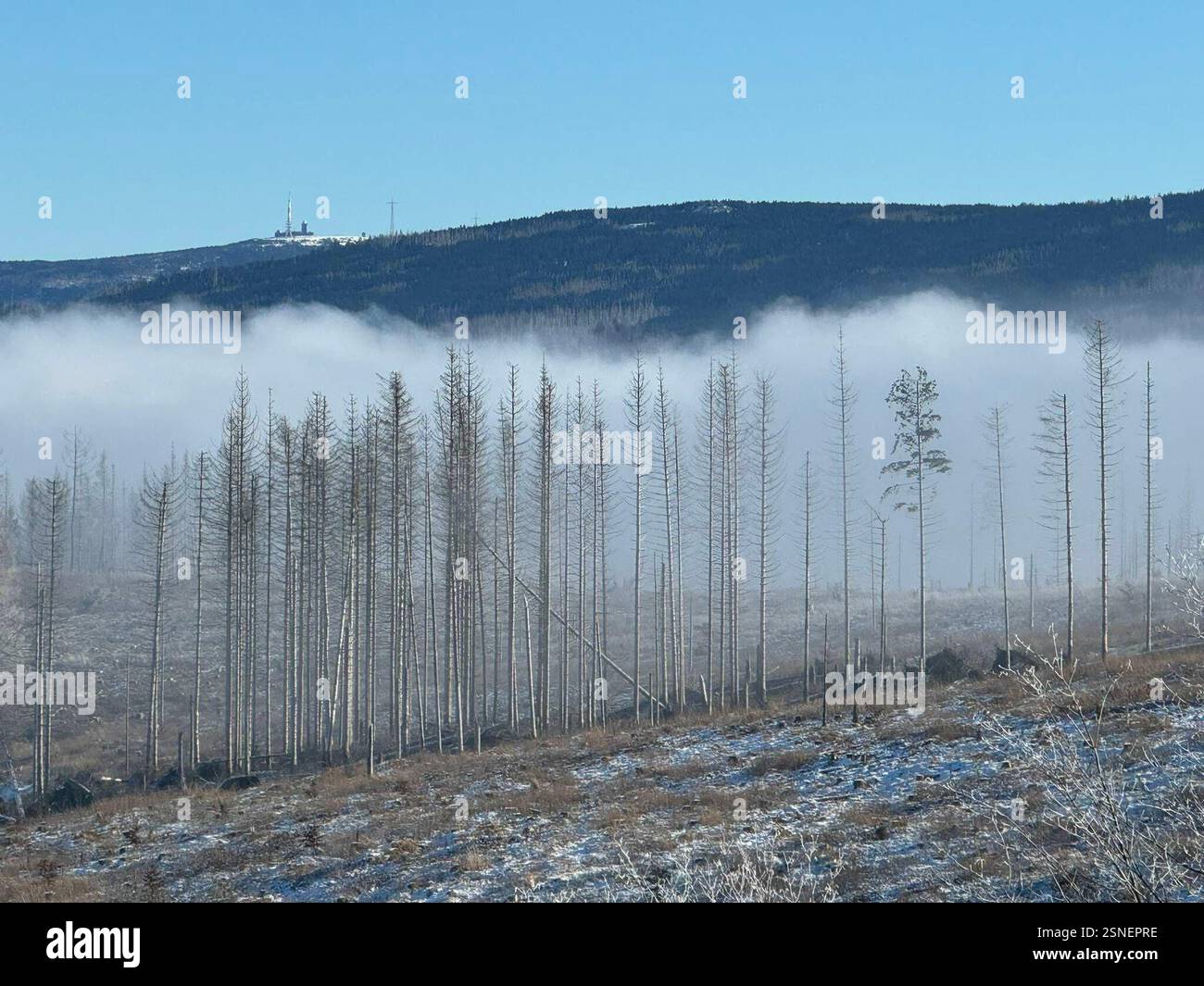 04.02.2025 Sachsen Anhalt Sachsen-Anhalt Harz Waldsterben Baumtod tote Bäume Fichte Fichten Totholz der Großteil des Waldes im Harz ist tot . Dem Klimawandel und dem Borkenkäfer können die Fichten nicht standhalten Klimaerwärmung Monokultur Hunderttausende Hektar Wald hat der Borkenkäfer in den vergangenen Jahren in Deutschland vernichtet *** 04 02 2025 Sachsen Anhalt Sachsen Anhalt Harz Waldsterben Tote Bäume Fichte Totholz der größte Teil des Waldes im Harz ist tot die Fichtenbäume können dem Klimawandel und dem Rindenkäfer nicht standhalten Globale Erwärmung Monokultur Hunderte von Ihnen Stockfoto
