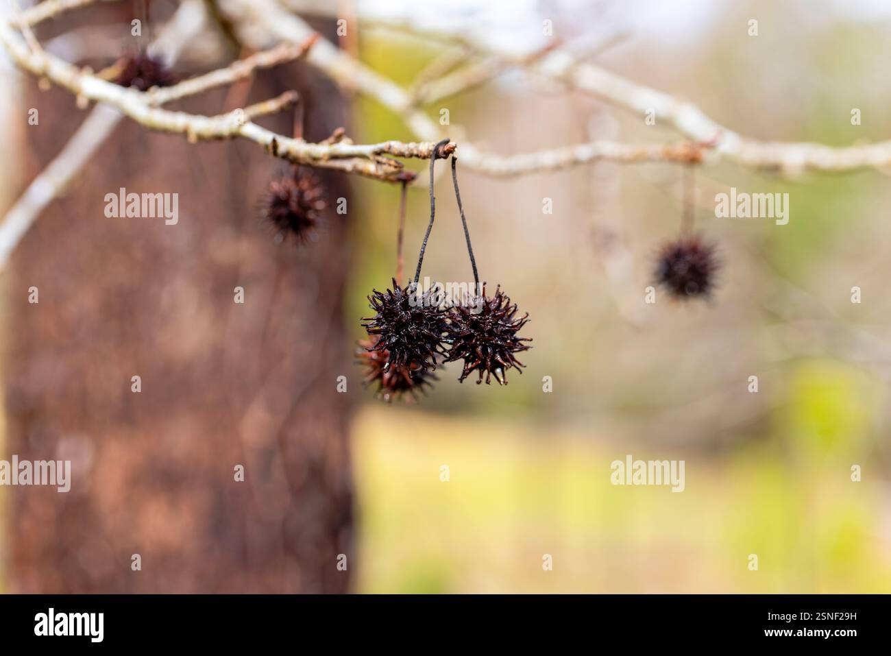 Amerikanischer Süßigumbaum (Liquidambar styraciflua), amerikanischer Süßigumball Stockfoto