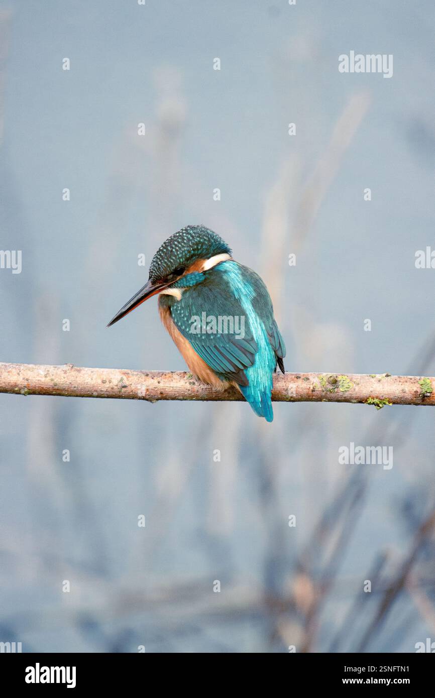 Eisvogel beobachtet und wartet Stockfoto