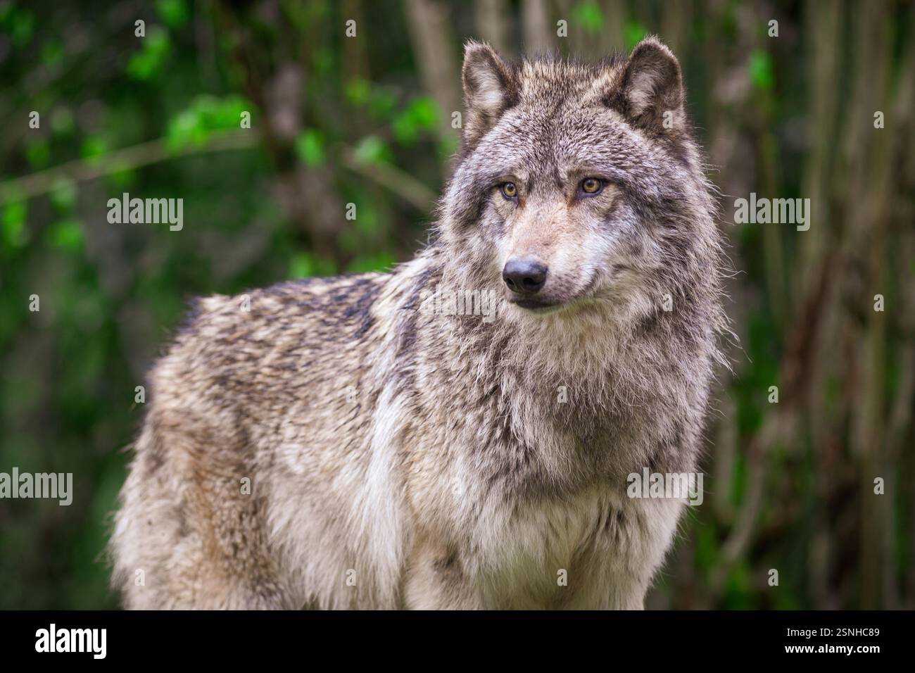Grauer Wolf wartet und sucht, Fotos im Wald gemacht Stockfoto