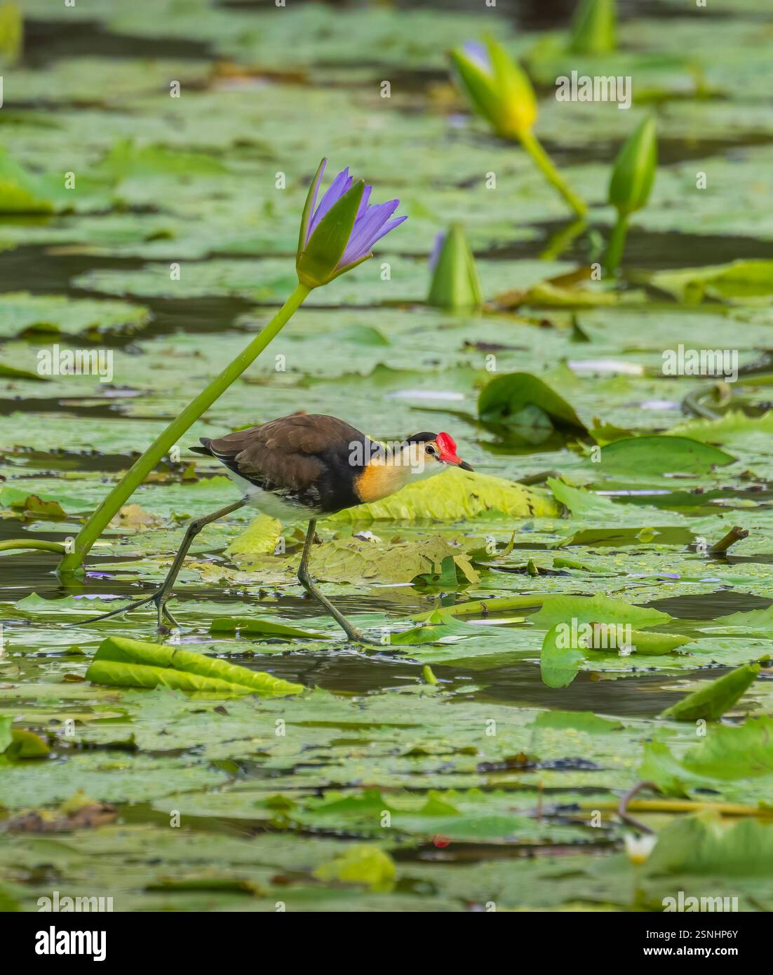 Jacana mit Kamm (Irediparra gallinacea), das auf Lilienpads mit unverschämt großen Füßen läuft. Der Erwachsene hat einen korallenroten Kamm auf der Stirn. Feuchtgebiete. Stockfoto