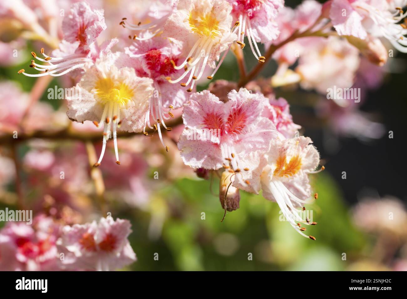Aesculus pavia (Aesculus pavia) in Blüte Stockfoto