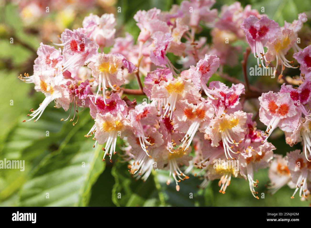 Aesculus pavia (Aesculus pavia) in Blüte Stockfoto