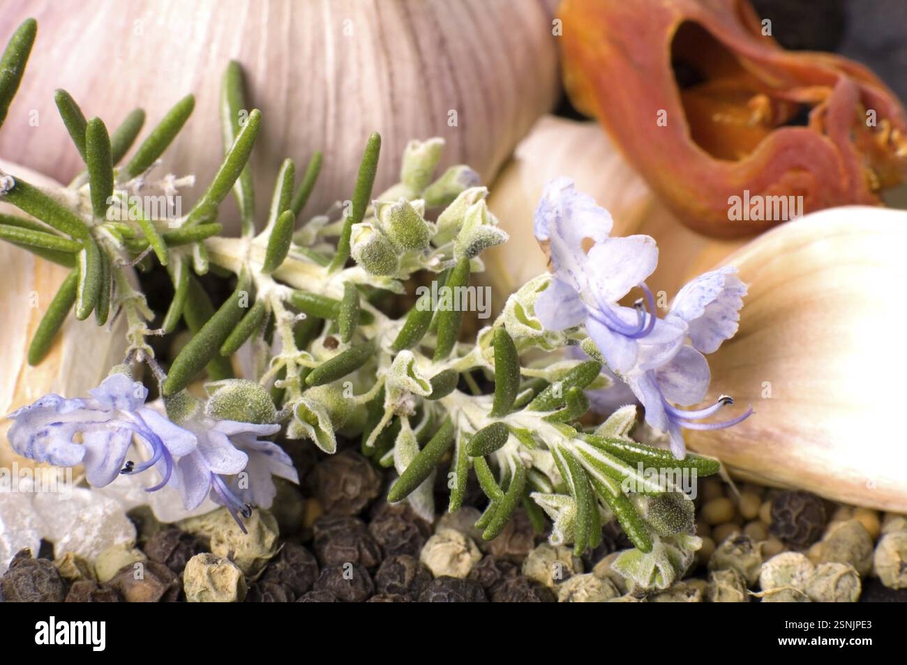 Kräuter und Gewürze. Knoblauch, Rosmarin, Lorbeerblatt, Pfeffer, alt, Muskatnuss, Vanille, Kardamon Stockfoto