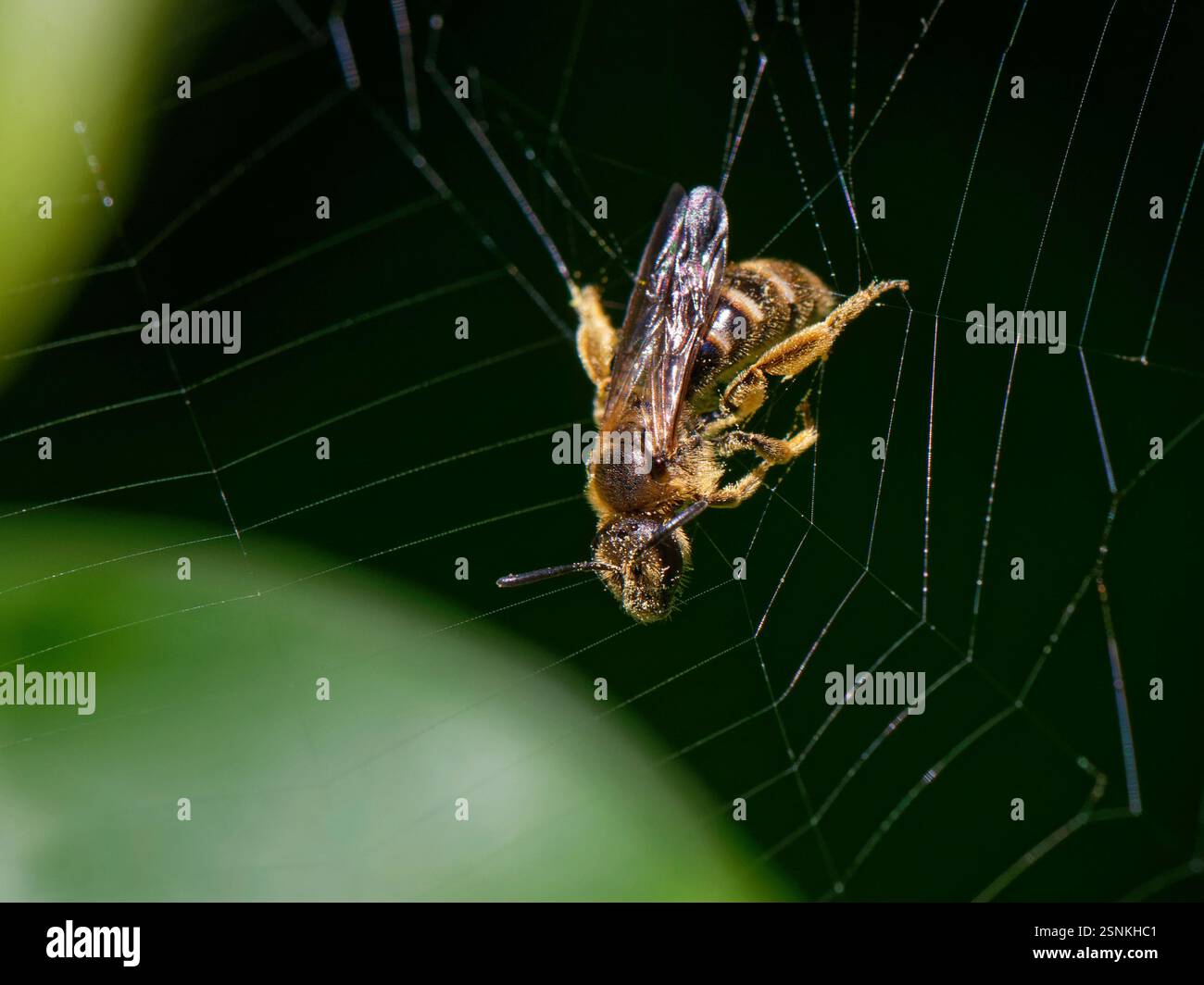 Furchenbiene / schlanke Bergbaubiene (Lasioglossum calceatum), gefangen im Netz einer Gartenkreuzspinne (Araneus diadematus), Wiltshire, UK Oktober Stockfoto