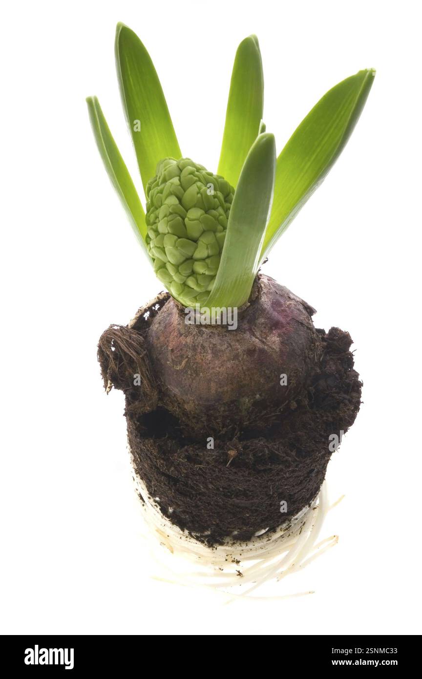 Hyazinthe mit Boden- und Wurzelsystem isoliert auf weißem Hintergrund Stockfoto