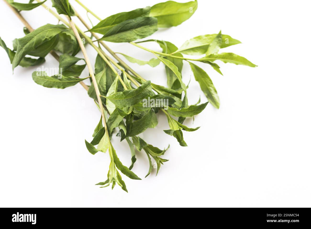 Goji Blatt isoliert auf weißem Hintergrund Stockfoto