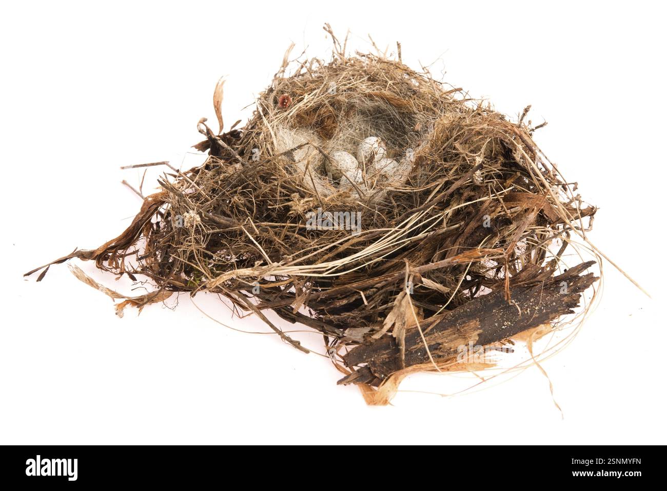 Detail der Vogeleier im Nest, lodz, polen Stockfoto