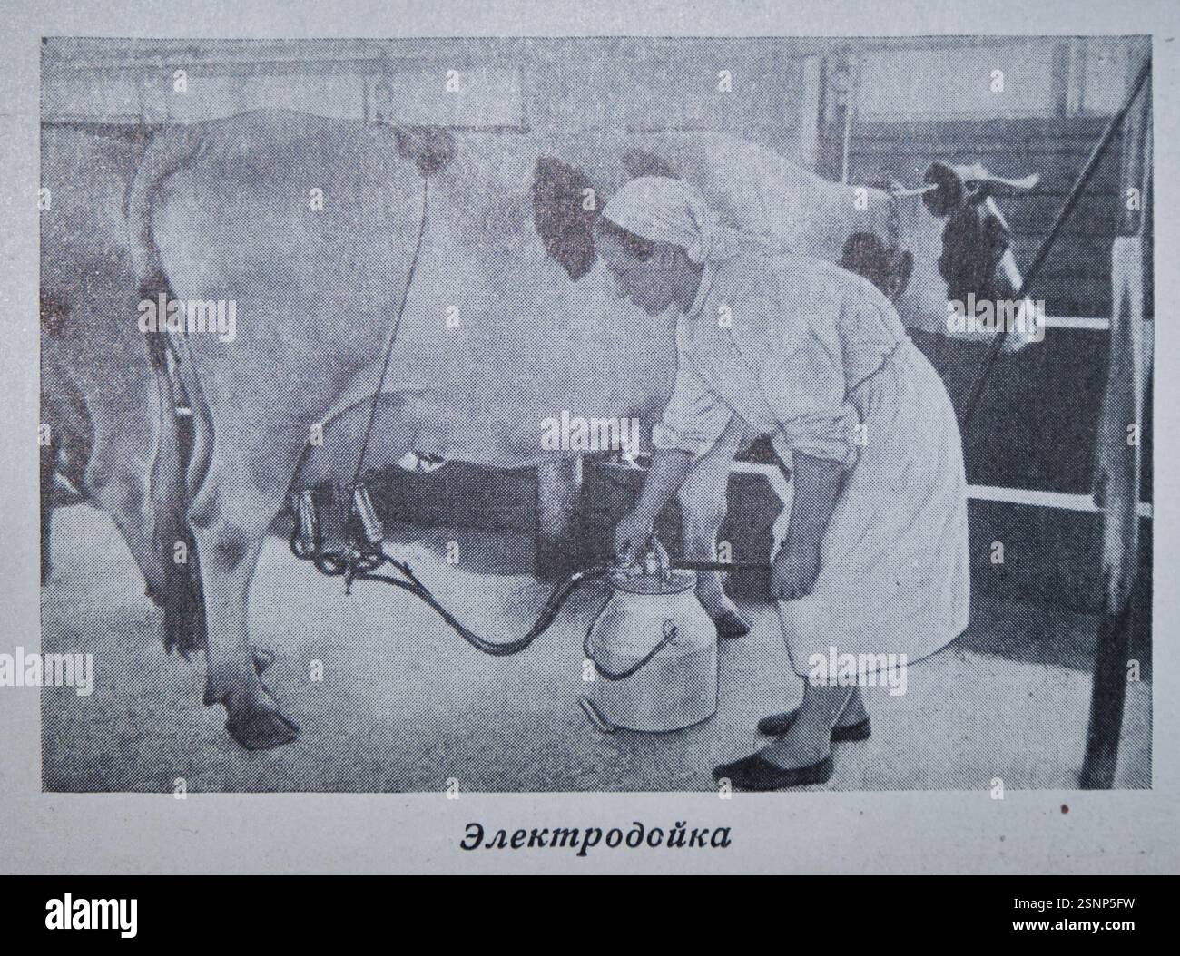 Sowjetisches Foto von Frauen, die Kühe auf einer Milchfarm melken. Ein Schwarzweißfoto aus dem russischen Kochbuch, dem Buch des leckeren und gesunden Essens. Stockfoto