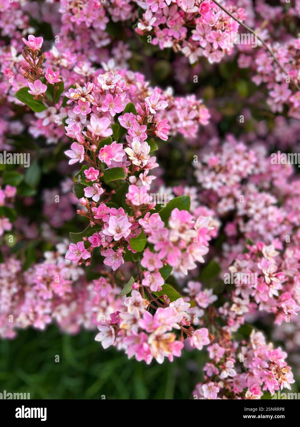 Rosa Blumen auf Bush - Smartphone-aufgenommenes Stockfoto
