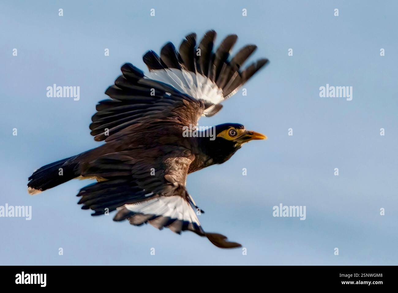 Myna (Acridotheres tristis), eine invasive Vogelart in Mayotte, die über den Ozean fliegt – Symbol des ökologischen Ungleichgewichts, das durch menschliche Introd verursacht wird Stockfoto