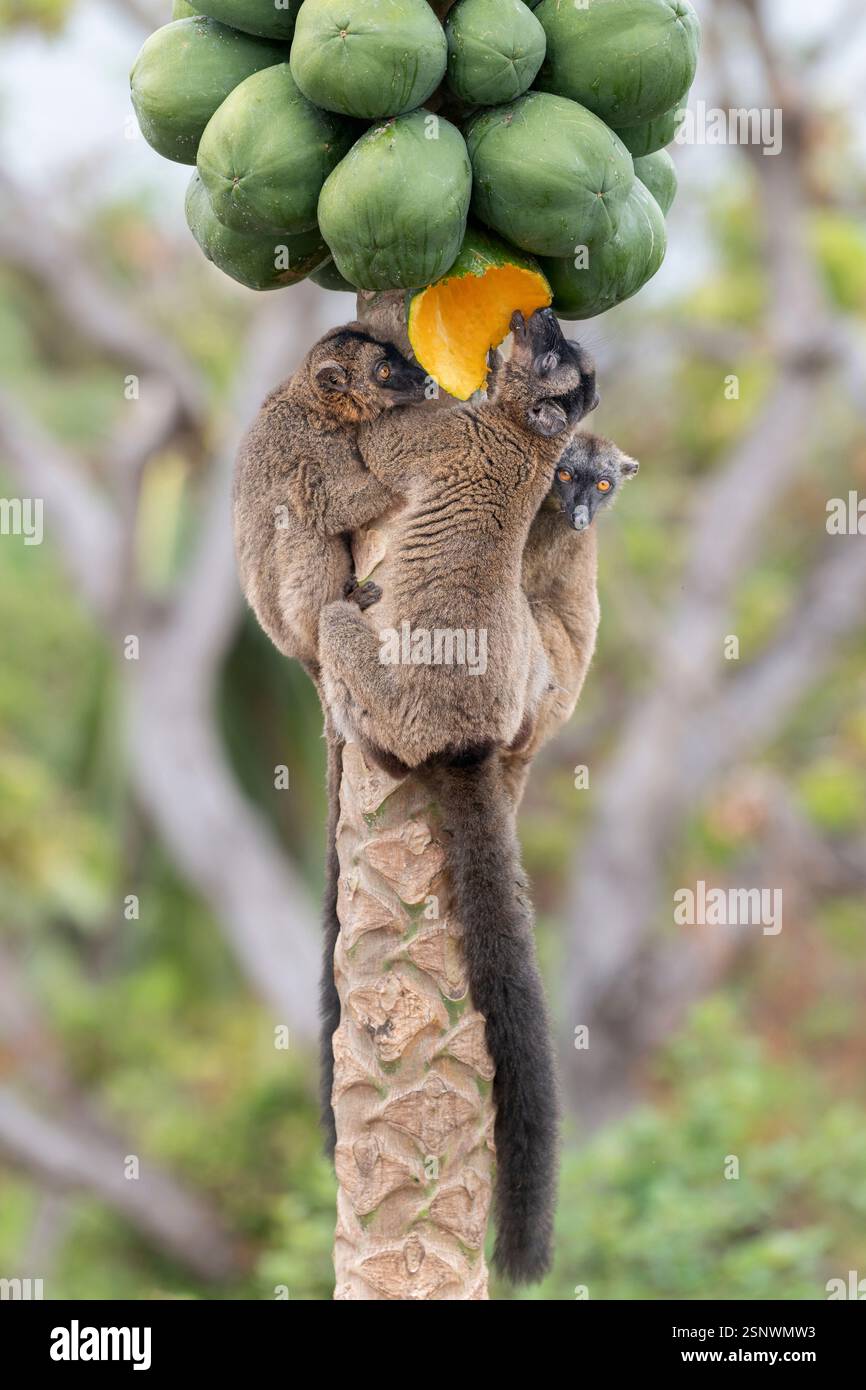 Braune Lemuren (Makis) auf einem Papaya-Baum in Mayotte, die das natürliche Verhalten und die lebendige Tierwelt im Indischen Ozean zeigen. Stockfoto