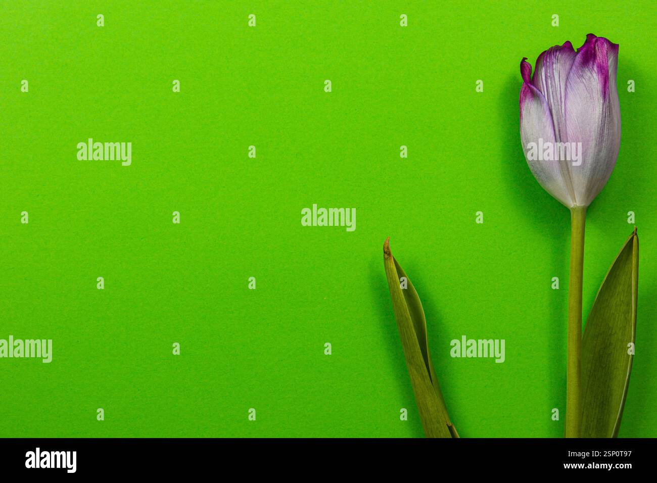 Eine lebendige Frühlingstulpe mit weißen Blüten und violetten Kanten steht elegant vor einem hellgrünen Hintergrund. Stockfoto