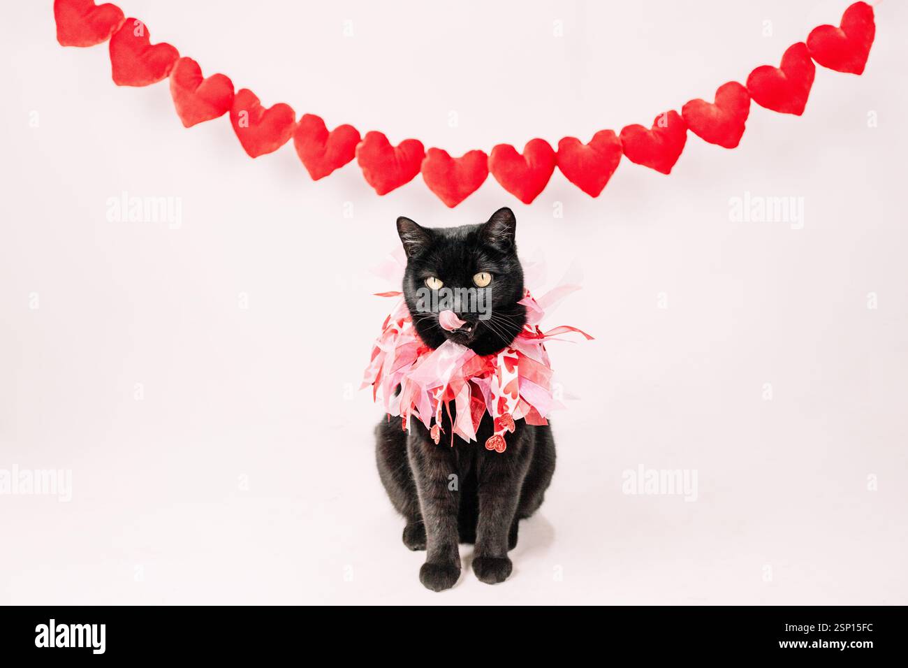 Schwarze Katze mit Rüschenkragen auf weißem Hintergrund mit roter Herzgirlande. Stockfoto