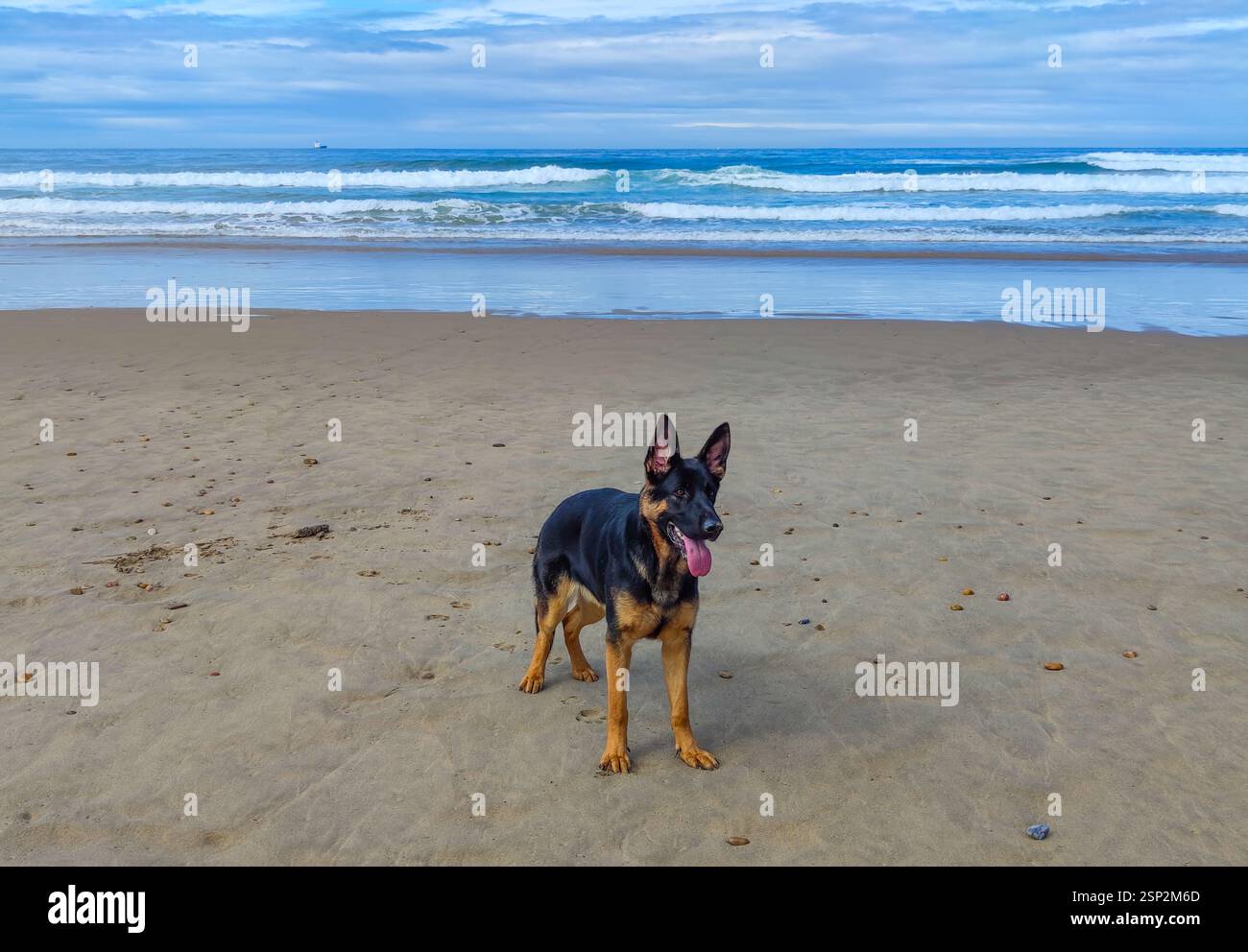deutscher Schäferhund am Strand Stockfoto