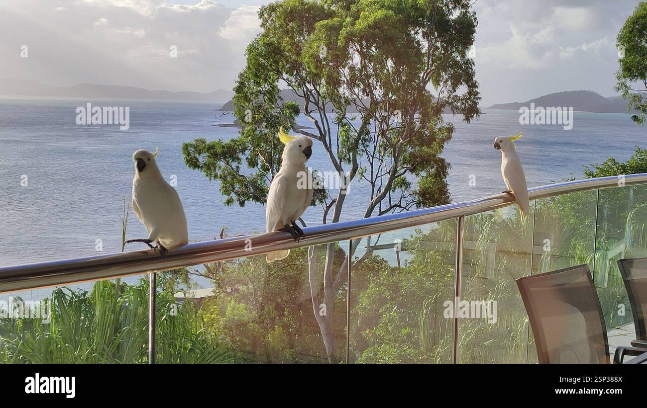 Drei weiße Kakaos auf einem Balkon von Hamilton Island bewundern den Meerblick. Ihre eleganten Formen schaffen eine bildschöne Szene, wie diese sozialen Vögel en Stockfoto