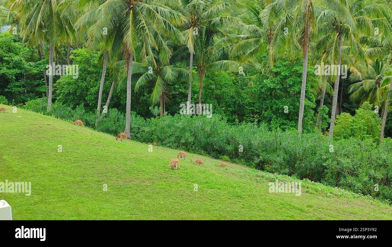 Kängurus grasen auf einem grasbewachsenen Hügel mit Palmen im Hintergrund - ein häufiger Anblick in Australien. Aber dieses Bild von Hamilton Island deutet auf A hin Stockfoto