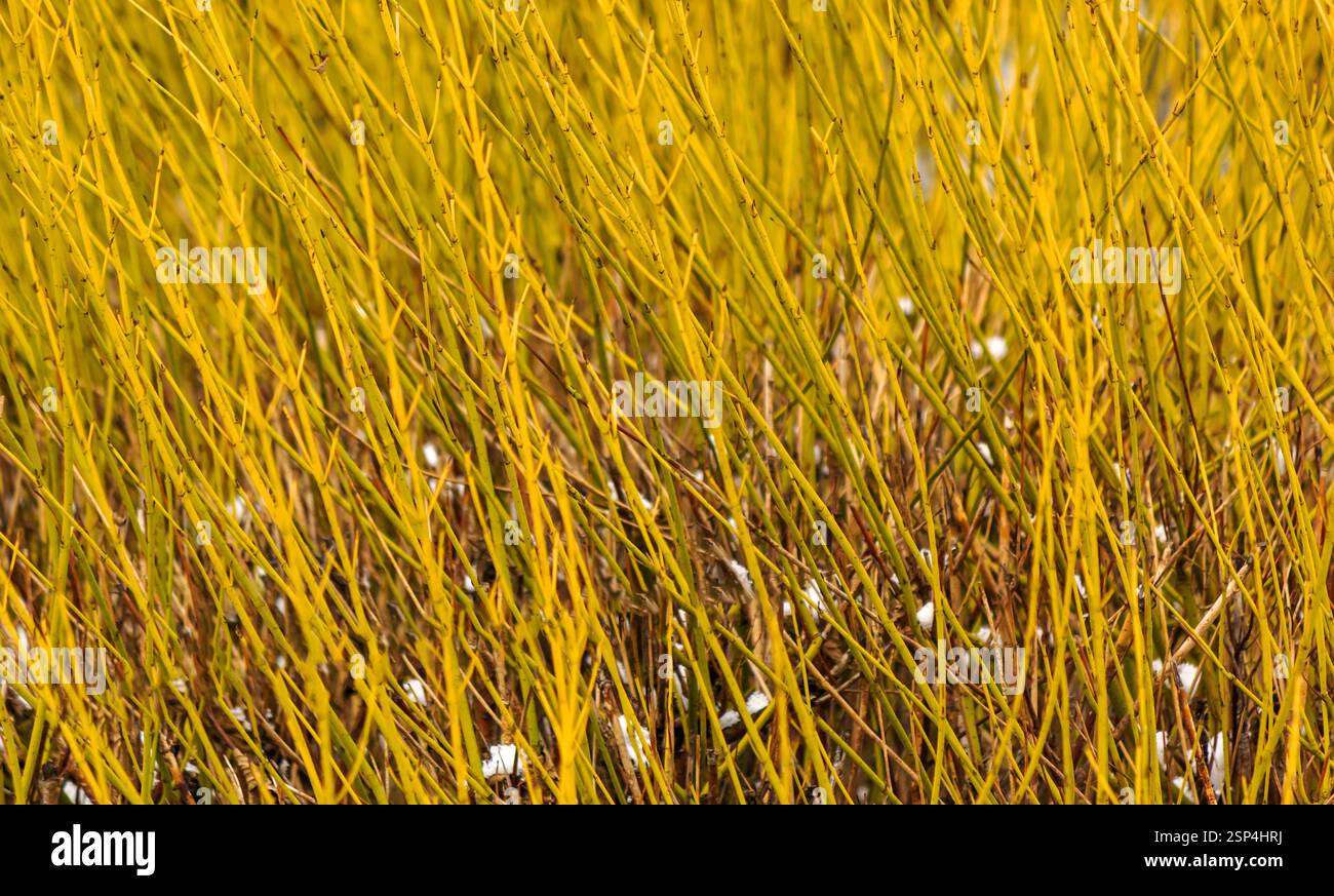 Cornus stolonifera 'Flaviramea' - Goldener Zweig-Hartholz oder Weißer Hartholz mit dekorativem gelbem Holz im Winter Stockfoto