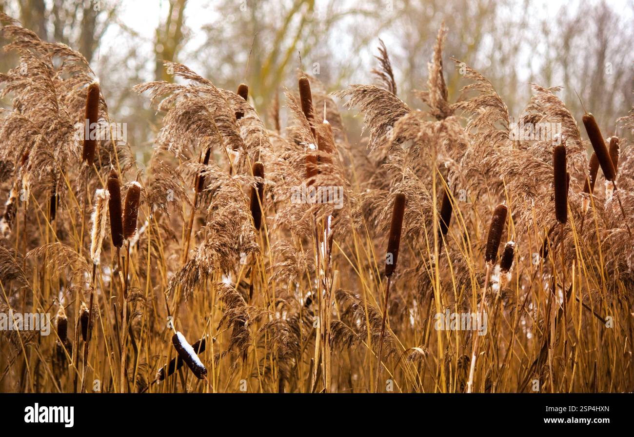 Es gibt eine Menge Schilf, das im Winter an der Straße gefroren ist Stockfoto